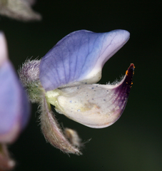 Lupinus argenteus palmeri