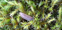 Porcellium collicola