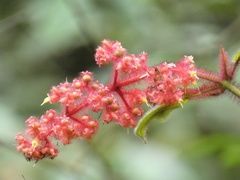 Miconia