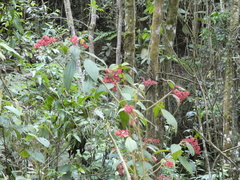 Miconia