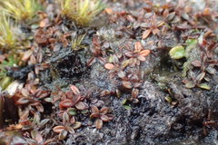 Actinotus novae-zelandiae