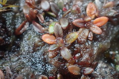 Actinotus novae-zelandiae