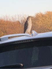 Accipiter cooperii