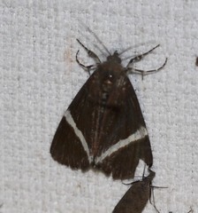 Coenotoca subaspersa