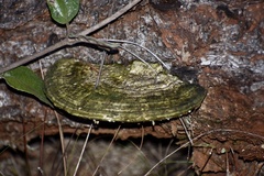 Trametes maxima