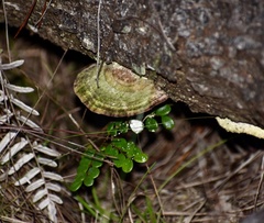 Trametes maxima
