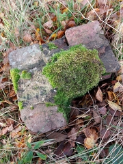 Lithobius variegatus