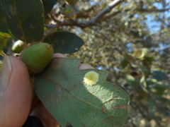 Andricus pattersonae