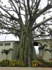 Ceiba trischistandra