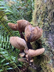 Armillaria novae-zelandiae