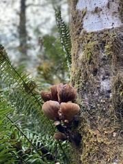 Armillaria novae-zelandiae