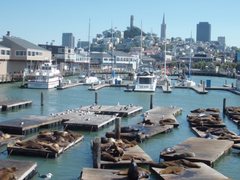 Zalophus californianus