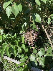 Ligustrum lucidum