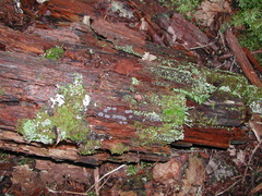 Cribraria argillacea