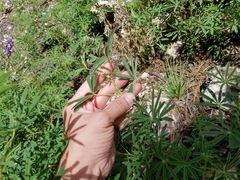 Lupinus neomexicanus