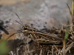 Omocestus raymondi