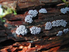 Cribraria argillacea
