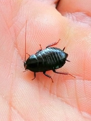 Maoriblatta