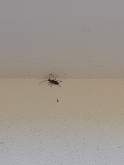 Gnaphalodes trachyderoides