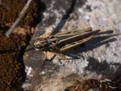 Omocestus raymondi