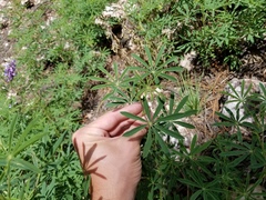 Lupinus neomexicanus