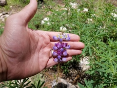 Lupinus neomexicanus