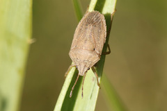 Hypatropis australis