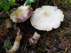 Agaricus smithianus