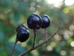 Ligustrum vulgare