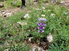Lupinus neomexicanus