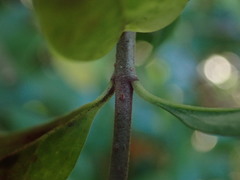 Ligustrum vulgare