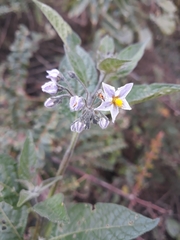 Solanum interandinum