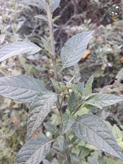 Solanum interandinum