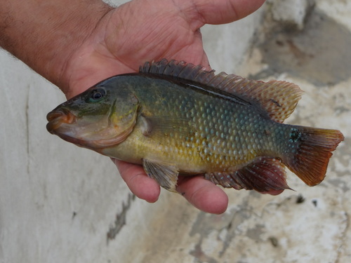 Red terror cichlid (Mesoheros festae) — Cichlidae — 5