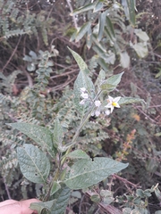 Solanum interandinum