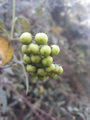 Solanum interandinum