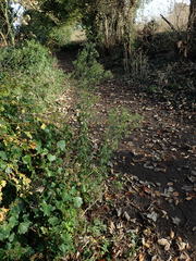 Erigeron sumatrensis
