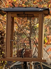 Poecile atricapillus