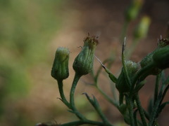 Erigeron sumatrensis