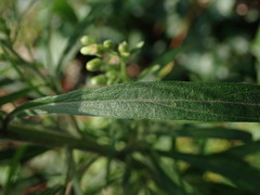 Erigeron sumatrensis