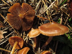Cortinarius decipiens