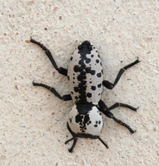 Zopheridae