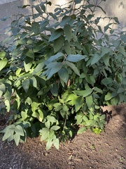 Viburnum rhytidophyllum
