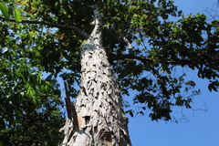 Condamineeae