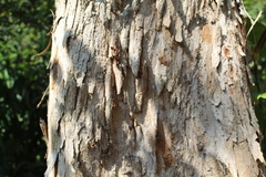 Condamineeae