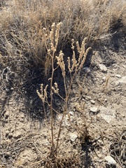Phacelia integrifolia