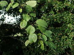 Rhamnus cathartica