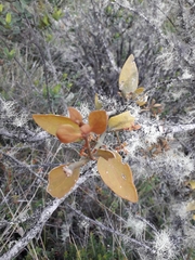 Phoradendron nervosum
