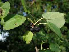 Rhamnus cathartica