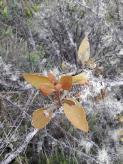 Phoradendron nervosum